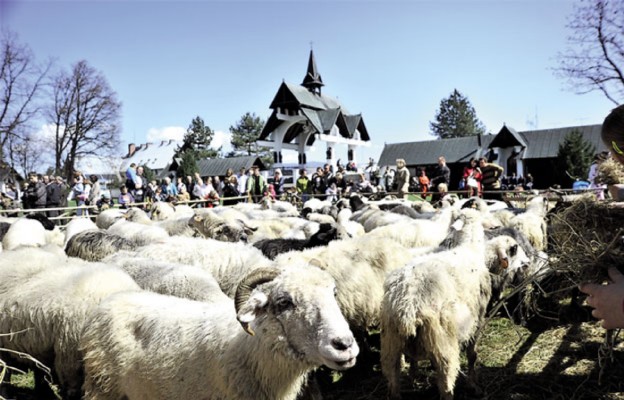 Pachnieć owcami