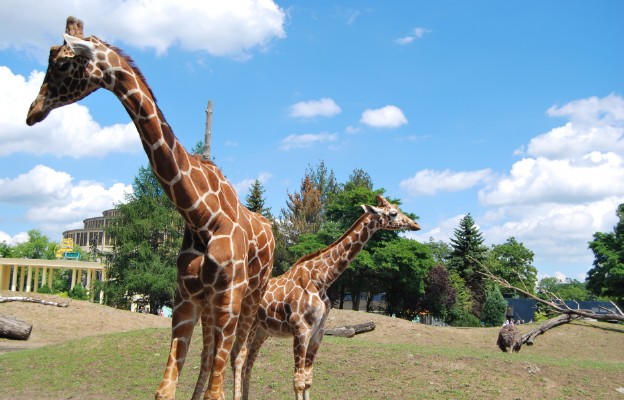 Łódź/ W zoo urodził się samiec żyrafy – ma ponad 190 cm i ok. 60 kg