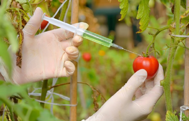 Kanada pachnąca GMO