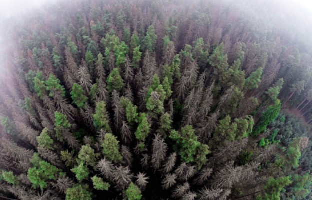 W Puszczy Białowieskiej kornik rozmnożył się na tak ogromną
skalę, że obecnie martwych jest ok. 800 tys. drzew