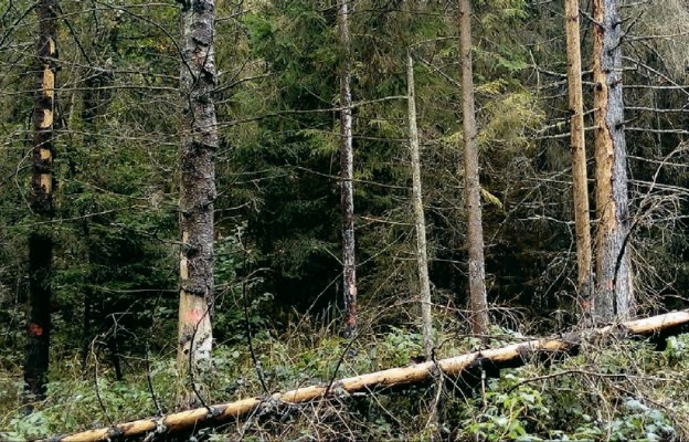 Puszcza Białowieska raz jeszcze