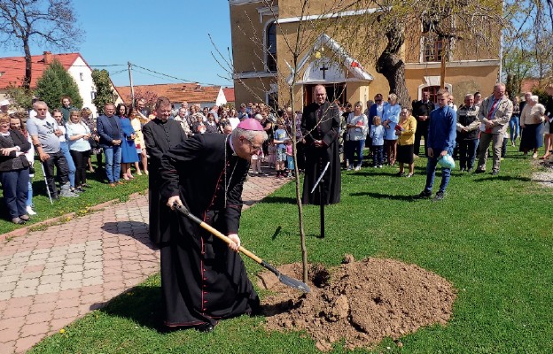 Pierwszy ze stu dębów zasadził bp Marek Mendyk przed kościołem w Męcince