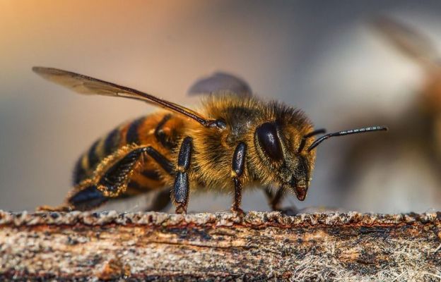 Uwaga! Groźna choroba pszczół, także w Częstochowie