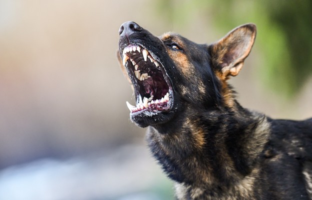 Behawiorystka: Policjanci mieli prawo strzelać do agresywnych psów