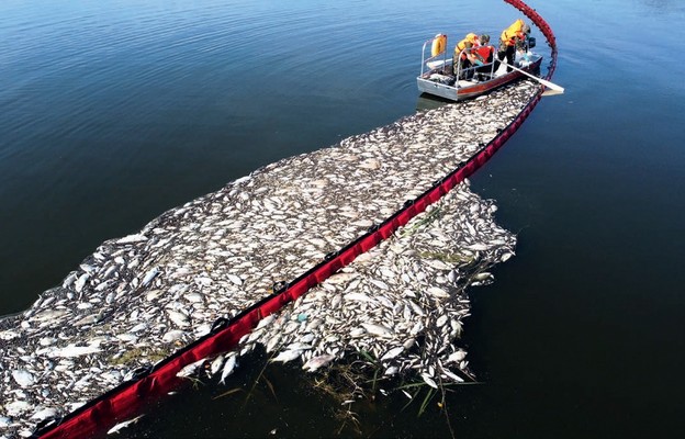 Akcja oczyszczania Odry ze śniętych ryb przy użyciu zapory elastycznej w widuchowej, 14 sierpnia