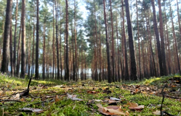 Chrześcijaństwo a ekologia – rozmowa z bp. Tadeuszem Lityńskim