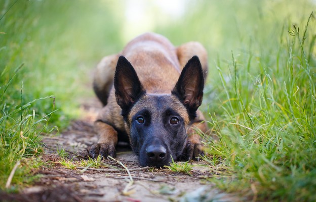 Malinois Belgian Shepherd dog