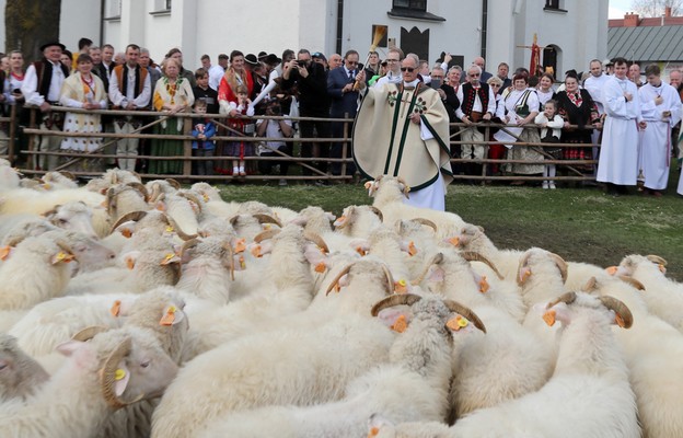 Ludźmierz: Sezon pasterski uroczyście zainaugurowany; owce poświęcone