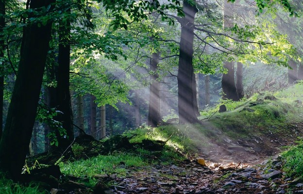 Sejm uchwalił nowelizację ustawy o lasach