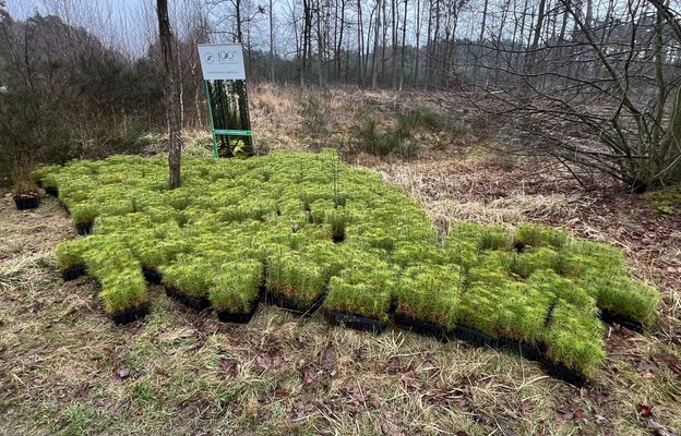 Lasy Pełne Energii