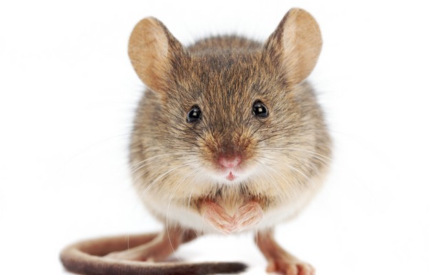 Co mówią myszy